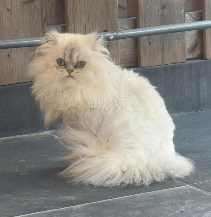 Een zeer mooie poes., Dieren en Toebehoren, Katten en Kittens | Raskatten | Langhaar, Poes