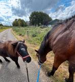 GEZOCHT weiland voor mijn 2 oudere pony's, Dieren en Toebehoren, Stalling en Weidegang