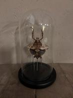 Mooie stolp met een Doodblad Bidsprinkhaan, Ophalen of Verzenden, Nieuw, Insect, Opgezet dier