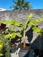 Mooie grote musa basjoo tuinbananen boom met 4 pups!!!, Ophalen, Overige soorten, In pot, Halfschaduw