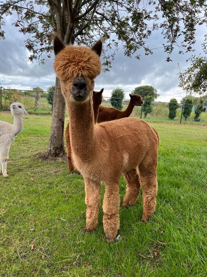 Super uitstaling Alpaca Merrie, Dieren en Toebehoren, Overige Dieren, Vrouwelijk, Juli