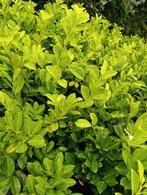 Laurier Caucasica - 60/80cm - 5L Pot, Ophalen, Laurier, Haag, Minder dan 100 cm
