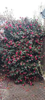 Camelia rood, Tuin en Terras, Planten | Struiken en Hagen, Ophalen