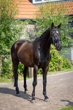 4 jarige ruin van Imposantos te koop, Dieren en Toebehoren, Paarden, B, Gechipt, Ruin, Dressuurpaard