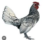 sebright haan gezocht, Dieren en Toebehoren, Pluimvee, Mannelijk, Kip