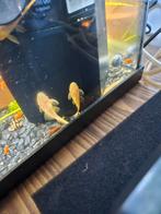 Mickey mouse platy + albino ancistrus, Dieren en Toebehoren, Vissen | Aquariumvissen, Vis