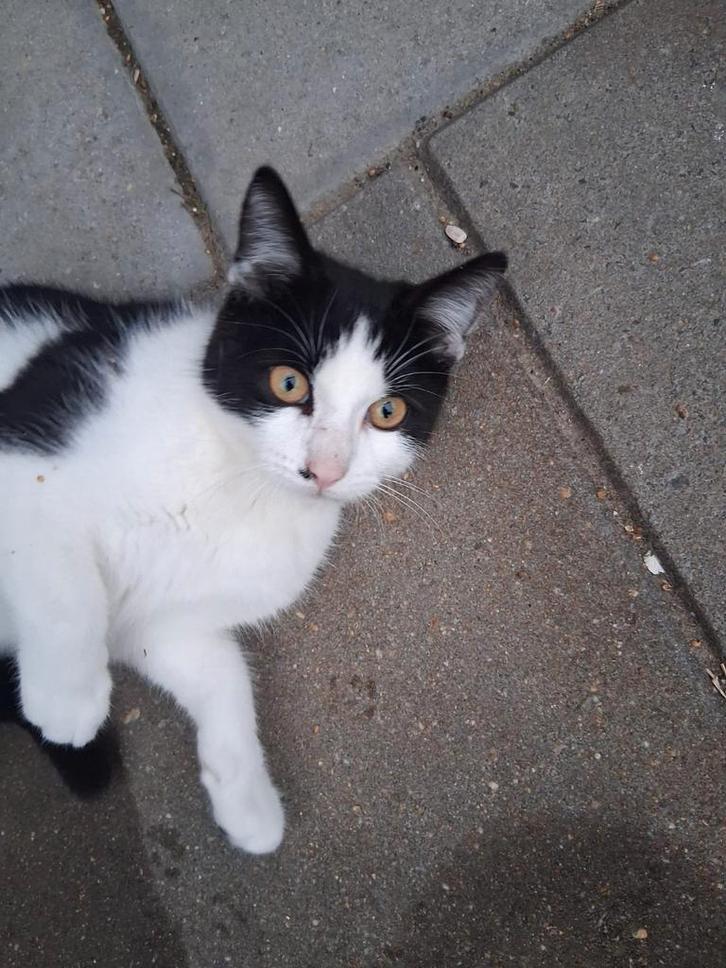 3 lieve kittens zoeken eigen huisje, Dieren en Toebehoren, Katten en Kittens | Overige Katten, Meerdere dieren