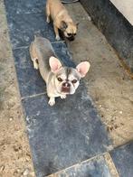 Franze Buldogge Husky Pink, Dieren en Toebehoren, Honden | Bulldogs, Pinschers en Molossers, Particulier, Reu, CDV (hondenziekte)
