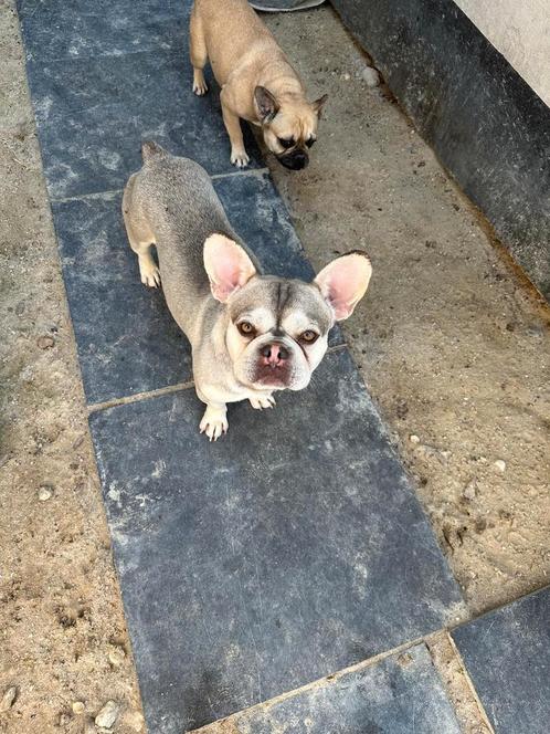 Franze Buldogge Husky Pink, Dieren en Toebehoren, Honden | Bulldogs, Pinschers en Molossers, Reu, Bulldog, Particulier, Eén hond