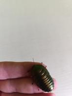 Verschillende soorten kakkerlakken, Dieren en Toebehoren, Insecten en Spinnen, Overige soorten