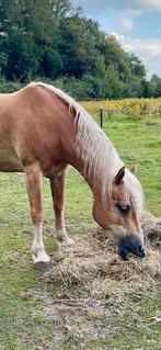 Lieve haflinger merrie, Merrie, Gechipt, Niet van toepassing, 11 jaar of ouder