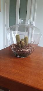 Cactus in glazen pot., Huis en Inrichting, Ophalen, Cactus, Volle zon, Minder dan 100 cm