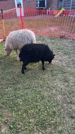 Quessant Ooi en Lammetje, Dieren en Toebehoren, Schapen, Geiten en Varkens, Vrouwelijk, Schaap