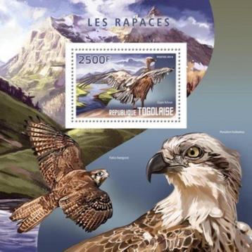 TOGO 103 - Dieren: vogels (vale gier) beschikbaar voor biedingen
