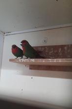 Twee stuks Roodkop papagaai amadine jong 2025, Dieren en Toebehoren, Vogels | Overige Vogels, Meerdere dieren