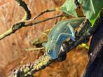 Nakweek jemen kameleons zowel dames als heren 2025, Dieren en Toebehoren, Hagedis, 0 tot 2 jaar