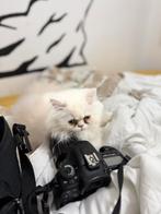 Een Perzische kater van 4 maanden oud is te koop., Dieren en Toebehoren, Katten en Kittens | Raskatten | Langhaar, Kater