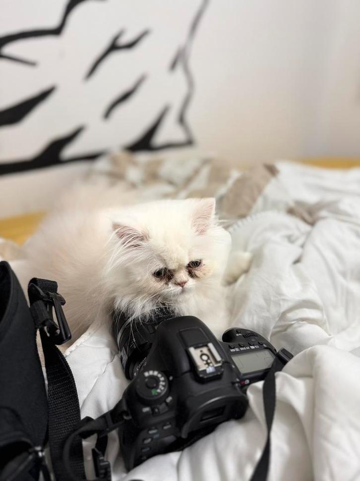 Een Perzische kater van 4 maanden oud is te koop., Dieren en Toebehoren, Katten en Kittens | Raskatten | Langhaar, Kater