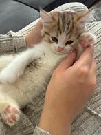Kitten, Dieren en Toebehoren, Katten en Kittens | Raskatten | Korthaar, Poes, 0 tot 2 jaar