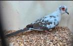 Bonte diamantduif
Man doffer, Dieren en Toebehoren, Vogels | Duiven, Mannelijk, Overige soorten