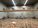 Diamantduifjes, Meerdere dieren, Tropenvogel, Geringd