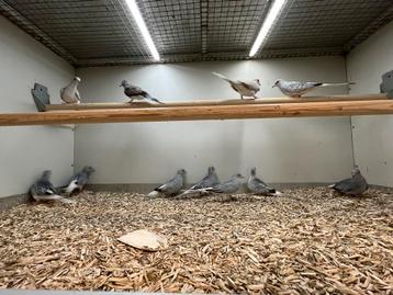 Diamantduifjes beschikbaar voor biedingen