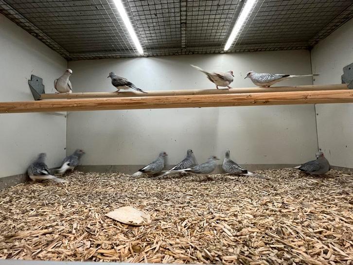 Diamantduifjes, Dieren en Toebehoren, Vogels | Overige Vogels, Tropenvogel, Meerdere dieren, Geringd