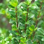 Ilex crenata - Japanse hulst - Diverse maten, Ophalen, Bloeit niet, Halfschaduw, Overige soorten