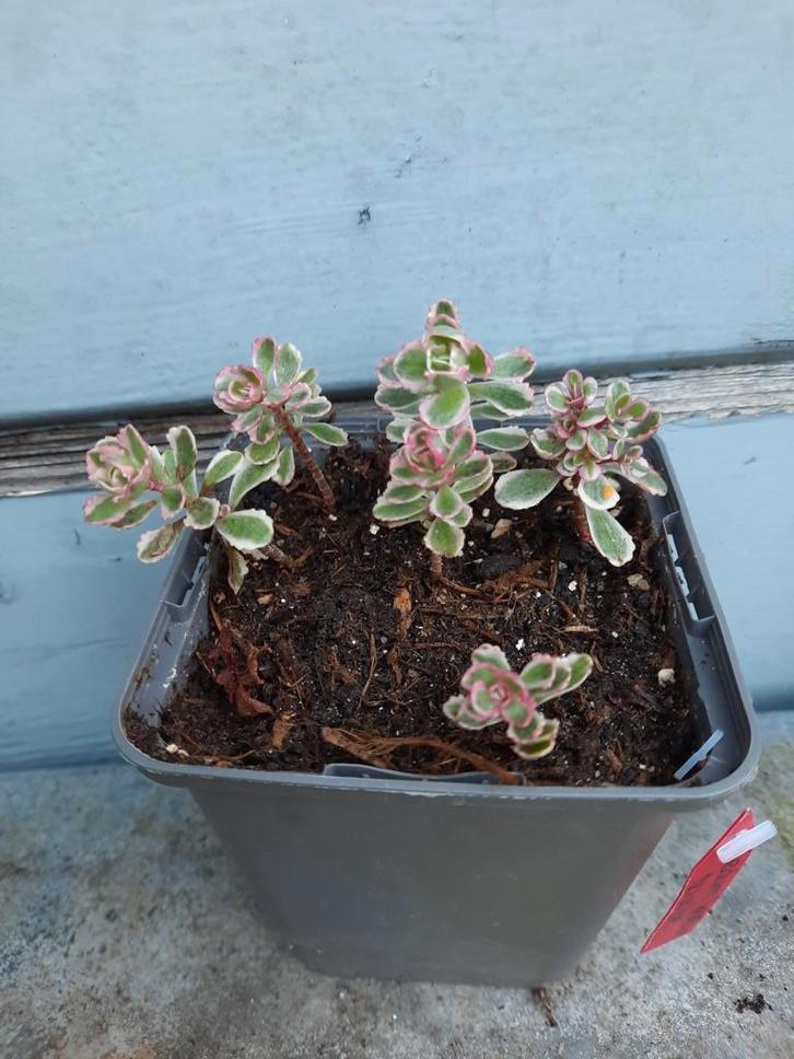 Sedum Spurium Tricolor, Tuin en Terras, Planten | Tuinplanten, Overige soorten, Volle zon, Zomer, Ophalen