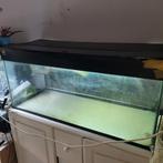 schildpadden aquarium (100x40) met kast, Dieren en Toebehoren, Vissen | Aquaria en Toebehoren, Ophalen, Zo goed als nieuw, Leeg aquarium