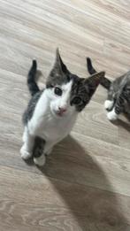 2 kittens die 2 maanden oud zijn, Dieren en Toebehoren, Katten en Kittens | Overige Katten