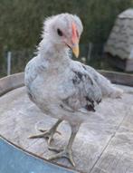Uniek jong tam Silverudd bla splash haantje, Dieren en Toebehoren, Mannelijk, Kip