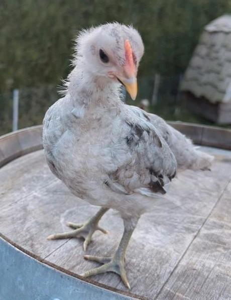 Uniek jong tam Silverudd bla splash haantje, Dieren en Toebehoren, Pluimvee, Kip, Mannelijk