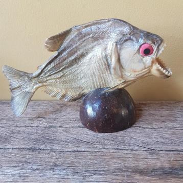 Taxidermy Piranha vis  beschikbaar voor biedingen