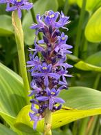 Snoekkruid /pontederia cordata, Tuin en Terras, Vijvers, Ophalen, Zo goed als nieuw