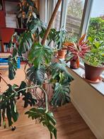 Monsterra met pot - Wegens verhuizing, Vaste plant, Bloeit niet, Halfschaduw, Ophalen