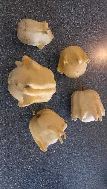 Kalebassen - Decoratief en Uniek! beschikbaar voor biedingen