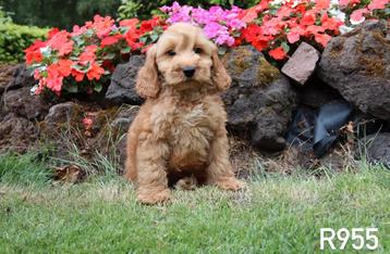 Prachtige cockapoo pups te koop beschikbaar voor biedingen