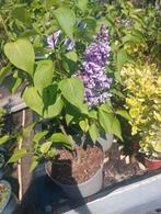 Syringa vulgaris 'Charles joly', Ophalen, Lente, Vaste plant, Volle zon