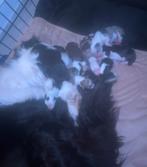 Mooie Border Collie pups, 8 tot 15 weken, Collie, Meerdere, Meerdere dieren