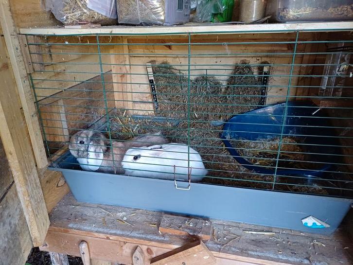 Konijnen, Dieren en Toebehoren, Knaagdieren en Konijnen | Hokken en Kooien, Ren, 90 cm of meer, 110 cm of meer, Ophalen of Verzenden