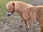 Pony's  Shetlander merrie 2x en hengst 1x, Meerdere dieren, 0 tot 2 jaar, Gechipt, A pony (tot 1.17m)