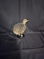 Opgezette struisvogel, Ophalen of Verzenden, Vogel