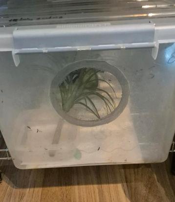 Kweekbakken beschikbaar voor biedingen