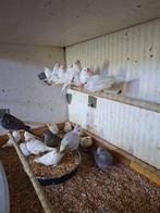 div tropen, Dieren en Toebehoren, Vogels | Overige Vogels, Meerdere dieren, Tropenvogel