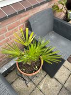 Baby Palmboom in Pot, Volle zon, Vaste plant, Bloeit niet, Ophalen