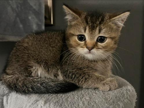 2 Britse korthaar kittens te koop! direct beschikbaar!, Dieren en Toebehoren, Katten en Kittens | Raskatten | Korthaar, Meerdere dieren