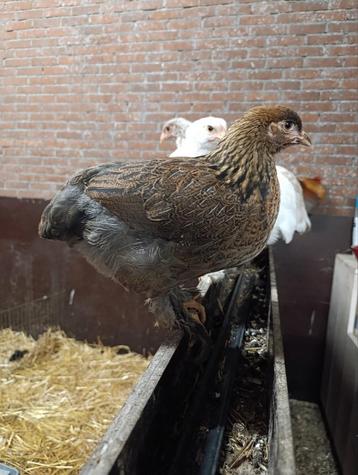3 Brahma hennen en 1 krulveer Brahma haan . beschikbaar voor biedingen