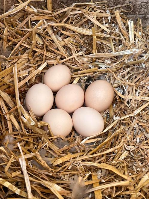 Cochin kriel broedeieren, Dieren en Toebehoren, Pluimvee, Kip, Geslacht onbekend