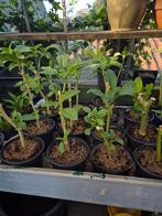 Brugmansia's, Tuin en Terras, Planten | Tuinplanten, Volle zon, Vaste plant, Zomer, Ophalen